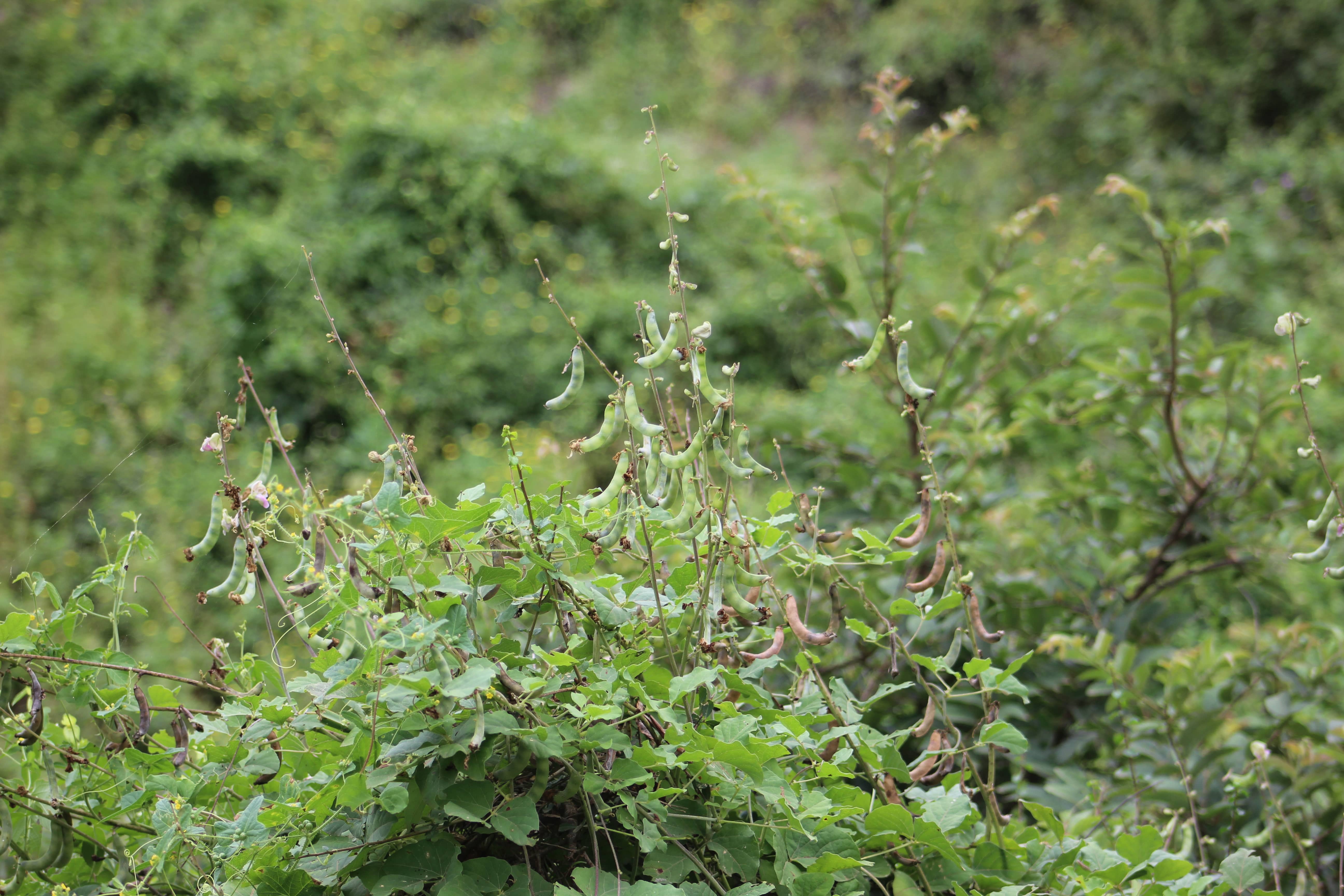 Plant Image